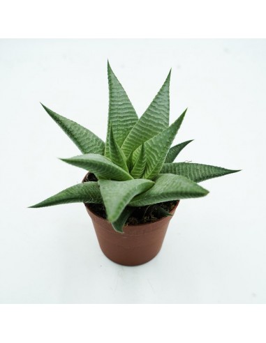 Hawortia Twister vaso 6,5