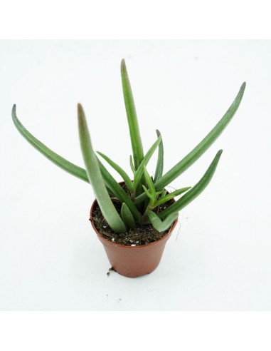 Senecio Bacularis vaso 5,5