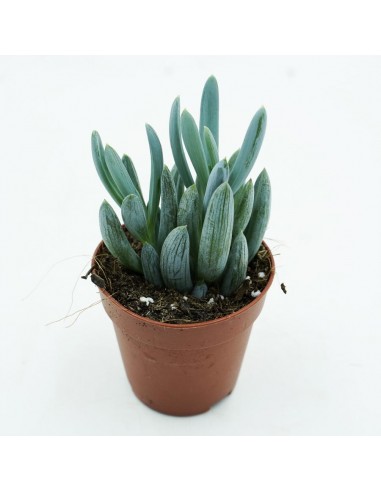 Senecio Serpens vaso 5,5