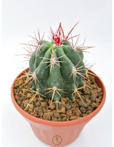Ferocactus Stainesii - pot 14