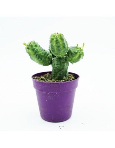 Euphorbia Pseudoglobosa vaso 5,5 cm