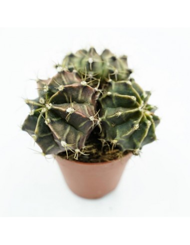 Gimnocalichum Mihanovich Red Globe vaso 5,5 cm