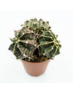 Gimnocalichum Mihanovich Red Globe vaso 5,5 cm