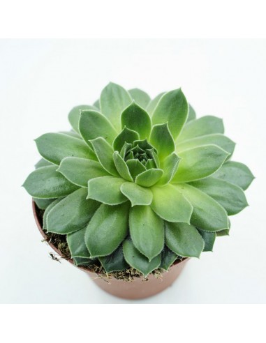 Sempervivum HYbrid vaso 10 cm