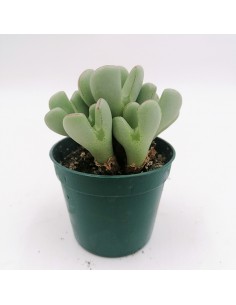 Conophytum Meyeri pot 6,5