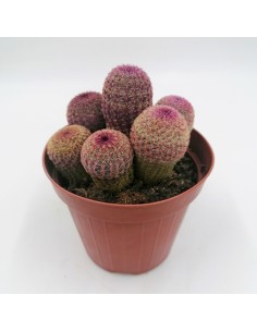 Echinocereus Rigidissimus subs. rubispinus pot 11