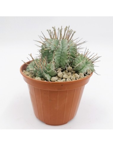 Euphorbia Horrida Hybrid pot 10