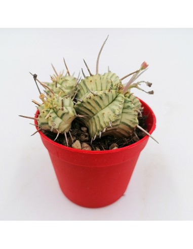 Euphorbia Meloformis pot 6,5