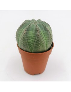 Euphorbia Obesa pot 5,5
