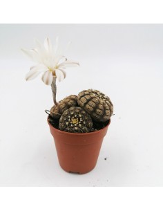 Gymnocalycium Ragonesii x3 pot 5,5