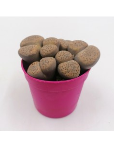 Lithops Fulviceps pot 6,5