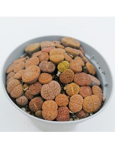 Lithops mix pot 10,5