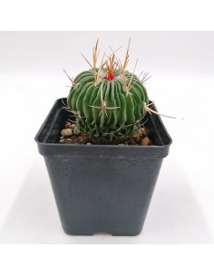 Echinofossulocactus Lamellosus pot 9x9
