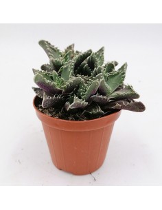 Faucaria Tigrina pot 8