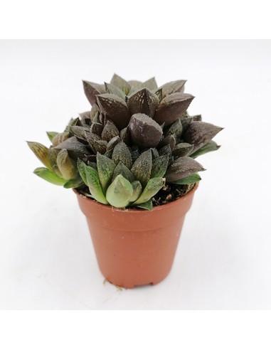 Haworthia Emelyae pot 5,5