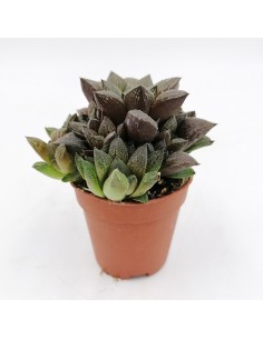 Haworthia Emelyae pot 5,5