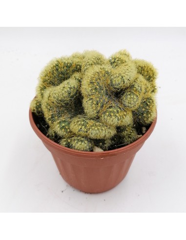 Mammillaria Elongata crestata pot 13