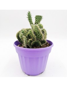 Opuntia Cylindrica cresatata pot 13