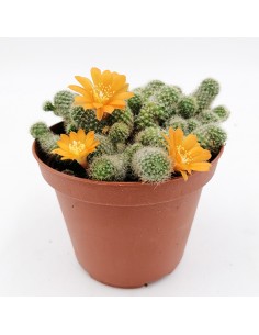 Rebutia Fabrisii pot 10
