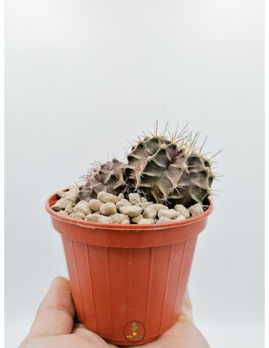 Gymnocalycium Mihanovichii - pot 10