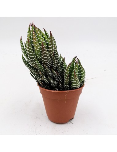 Haworthia reinwardtii var. zebrina pot 5,5