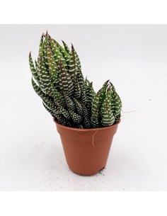 Haworthia reinwardtii var. zebrina pot 5,5