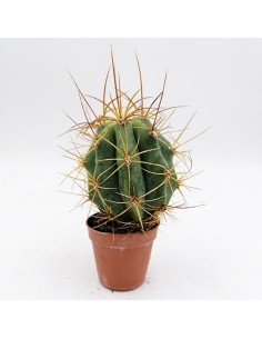 Trichocereus Pasacana pot 5,5
