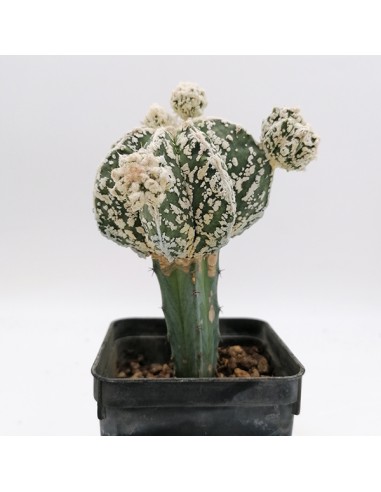 Astrophytum myriostigma cv. Fukuryu Hakuun Haku-jo f. prolifera pot 7x7