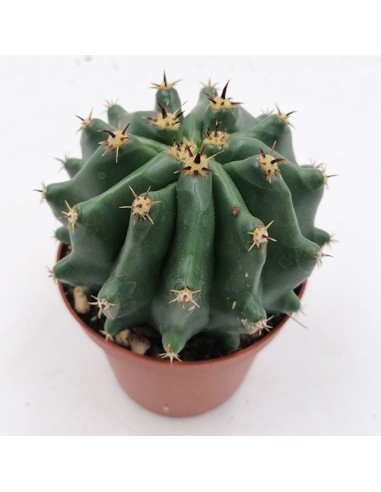 Ferocactus Horridus Brevispinus pot 10