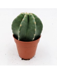 Echinocereus Subinermis pot 5,5