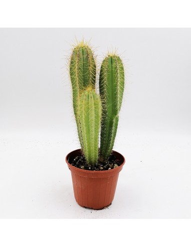 Isolatocereus Dumortieri pot 10