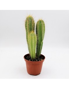 Isolatocereus Dumortieri pot 10