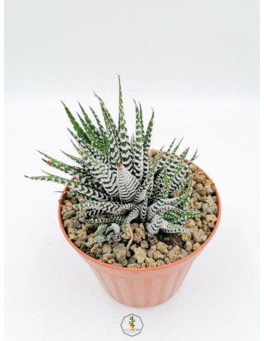 Haworthia Attenuata cv. Wide Zebra - pot 14