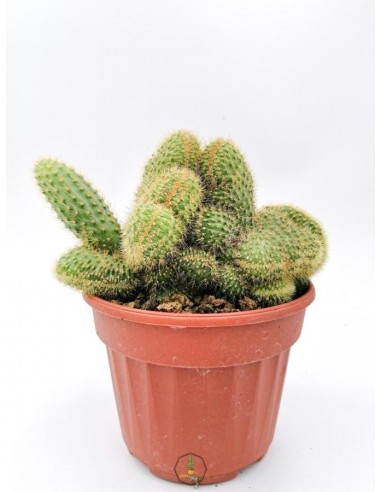 Hildewintera Aureispina f. crestata