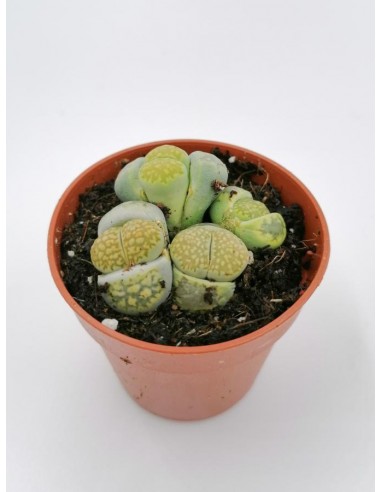 Lithops Fulviceps f. aurea - pot 5.5