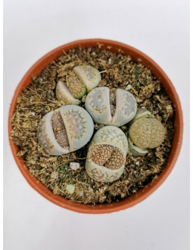 Lithops Marmorata - pot 5.5