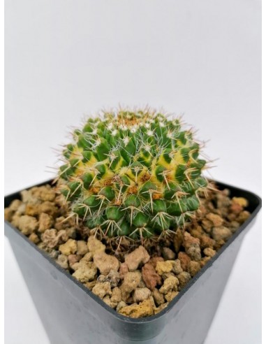 Mammillaria Marksiana f. Variegata - pot 9x9