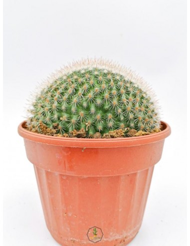 Mammillaria Spinosissima f. rubrispina crestata - pot 14