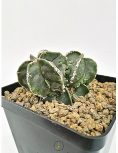 Astrophytum Myriostigma cv. fukuryu - pot 9x9