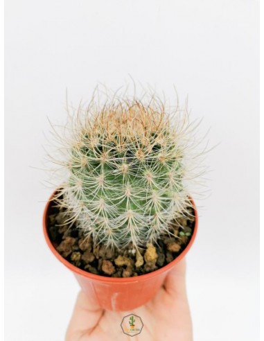 Neoporteria Villosa
