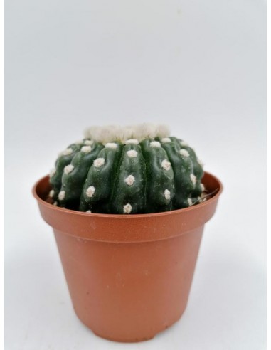 Notocactus Uebelmannianus f. inermis