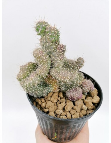 Opuntia Fulgida f. Crestata