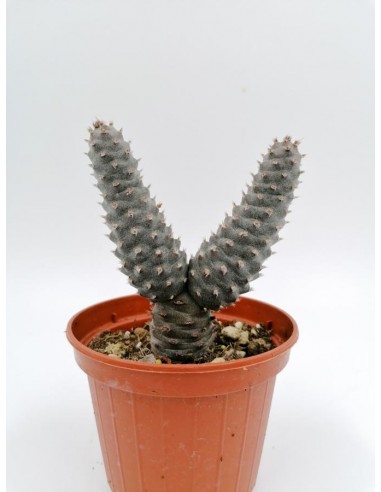 Opuntia Strobiliformis - pot 10