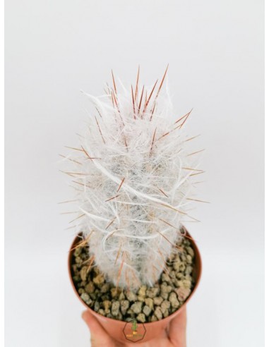 Oreocereus Trollii - pot 12