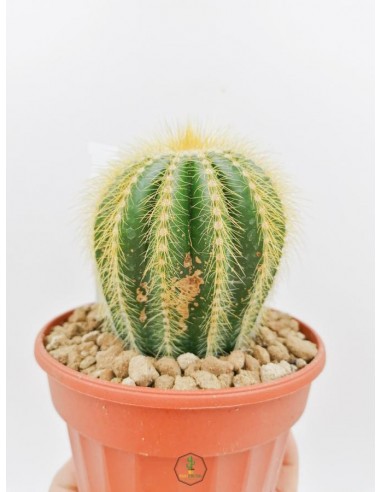 Parodia Magnifica - pot 14