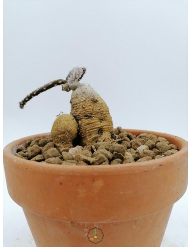 Pterocactus Puberosus - pot 15 cm