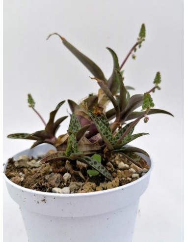 Scilla Violacea - pot 10