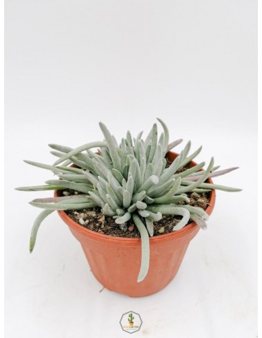 Senecio Scaposus