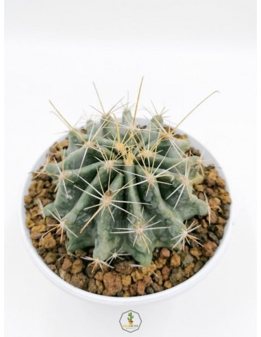 Thelocactus sp. - pot 14