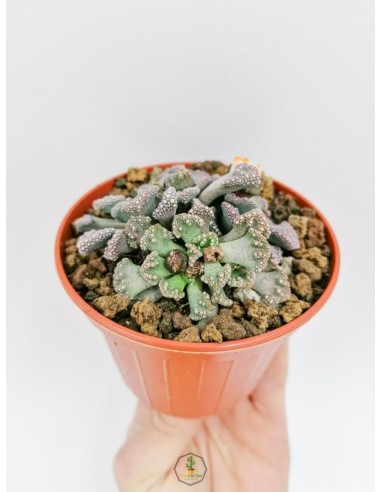 Titanopsis Calcarea